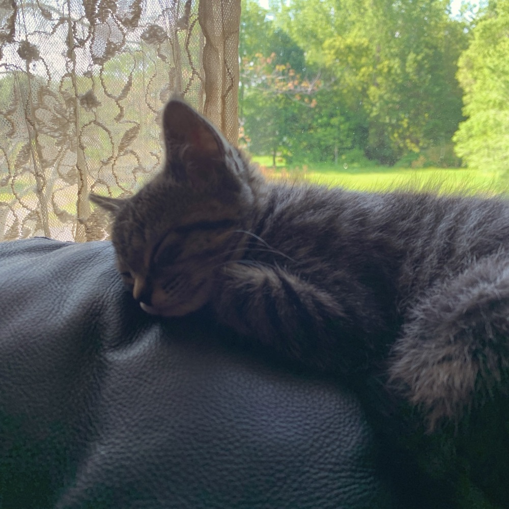 Meet your Posher, Jazzie